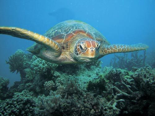 澳洲海龜 澳洲海龜