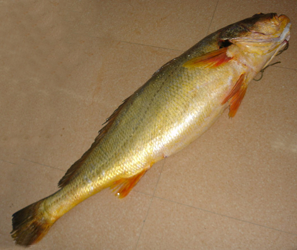 黃唇魚養殖