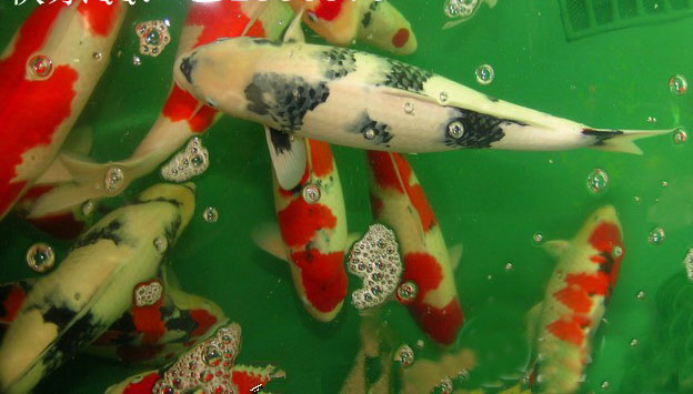 錦鯉魚苗