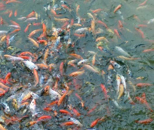 錦鯉魚苗